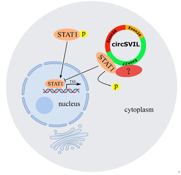fcc55f1436a04b88a147e6d95852fee5.png 论文图片_副本.png