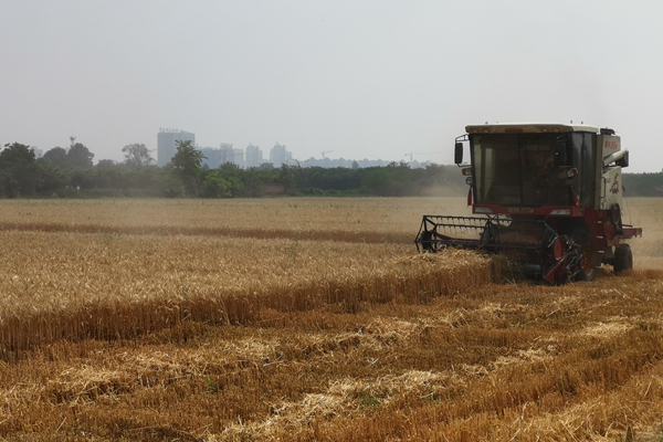 a368771796764ad5888f28026ae8d7a5.jpg 收麦4.jpg